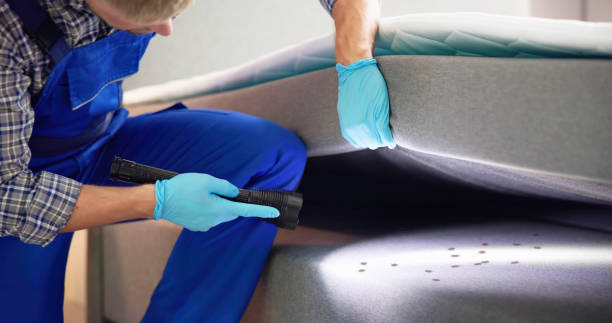 Best Flea Control Services  in Perham, MN