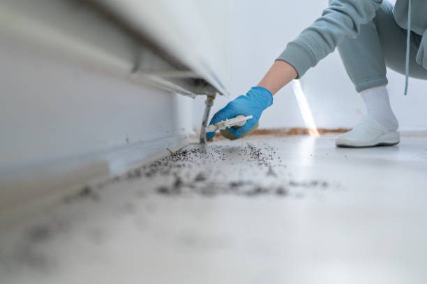 Best Termite Control Services  in Perham, MN